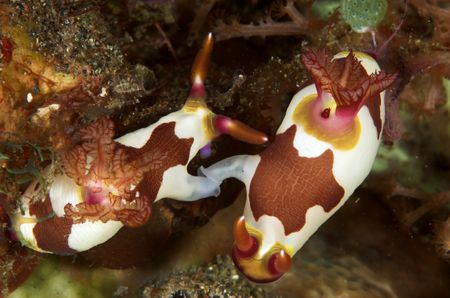 Holding hands - two nudis doin' the do! Lembeh Sept. 2006 by Simon Pickering 