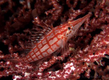 We were not the only ones looking for pygmy seahorses on ... by Alex Tattersall 