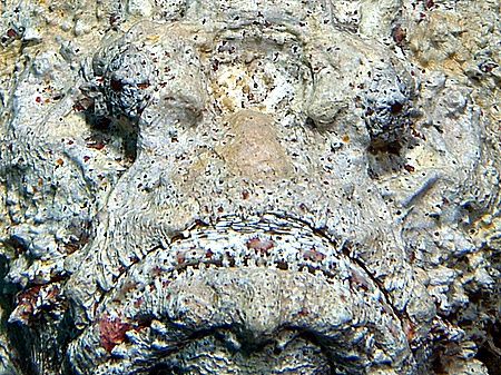 "Sad face" (stonefish) taken at Sharksbay with E300. by Nikki Van Veelen 