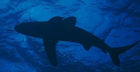 One of several Oceanic White Tips circling under our boat. by David Johnson 