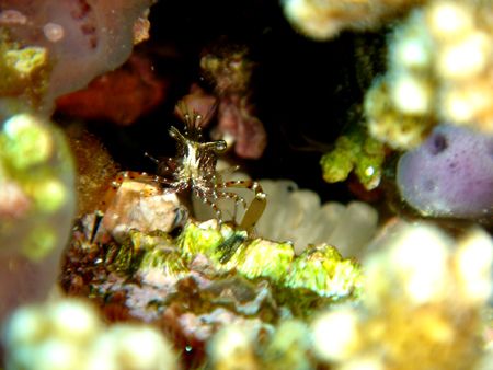 Taken at Dibba Rock - surely one of the best dive sites i... by Dan Lee 