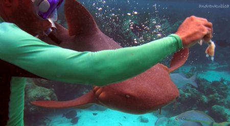 shrimpy hand feeding a nurse shark by Andrew Kubica 