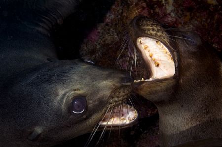 "He bit me!"

Nikon D2Xs Subal
Nikon 17-55mm f/2.8

... by Richard Horn 