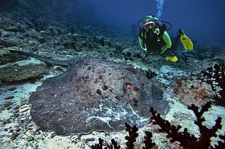 nikon D200 in sealux housing, stingray - composing: diver by Manfred Bail 