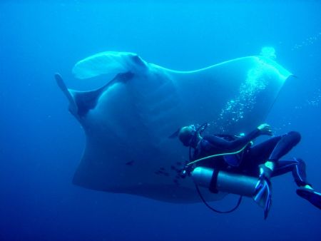 Diver and Manta - Hin Daeng near Phi Phi Islands by James Nicholson 