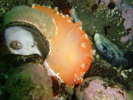 Tritonia challengeriana, from the Comau fjord, Chilean Pa... by David Thompson 
