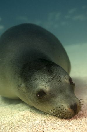 "Pet me!"
Had a real poser at Suwannee Reef in La Paz, M... by Richard Horn 