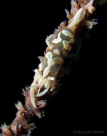 Whip coral partner shrimp in Malaysia.. e900 and macros by Alex Tattersall 