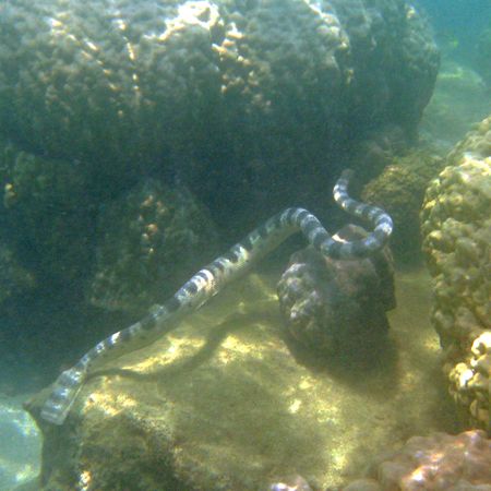 Sea snake in waters of the lagoon of New Caledonia by Christophe Maes 