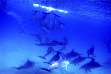 Dolphins in the Bay by James Nicholson 
