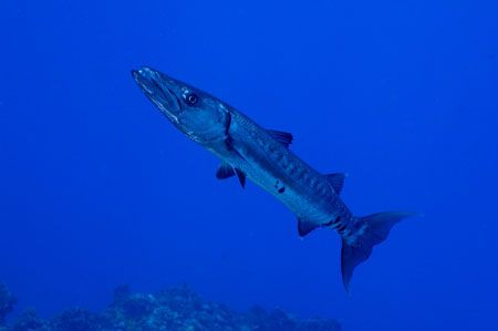Curiouse Cuda
Cozumel by Greg Amptman 