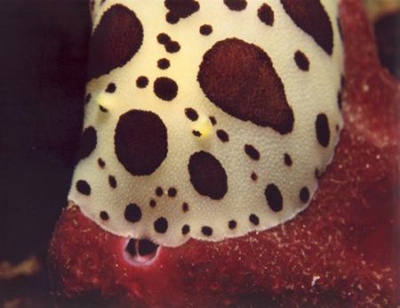 Discodoris atromaculata & Petrosia ficiformis in the Pant... by Ferdinando Meli 
