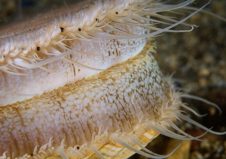 Scallop.
Isle of Lewis, Hebrides.
D200,60mm. by Mark Thomas 