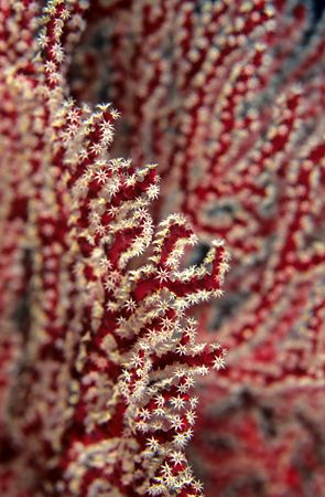 Red coral. Big brother. F50, 60mm. by Derek Haslam 