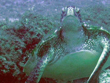 "Old Turtle and the Sea",

Hey, you would be all wrinkl... by Nicolas Pohl 