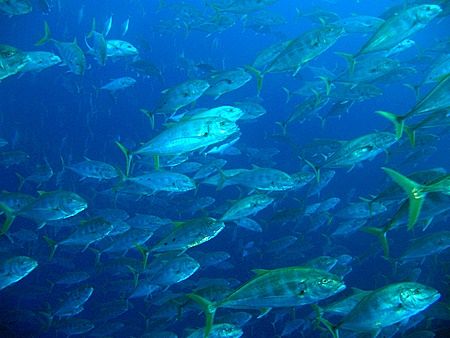 Huge shoal of jacks, taken at Jackfish Alley, Ras Mohamed... by Nikki Van Veelen 