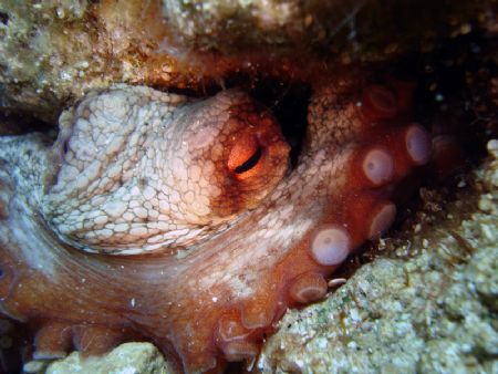 Small and amiable Octopus... by Caner Candemir 