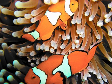 the real cartoon nemo by Petra Kuzev 