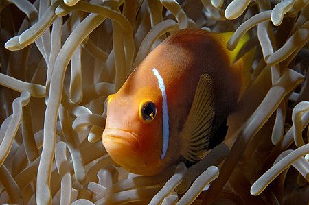 nik D200 and SB 800 in sealux housing, Black Anemonefish ... by Manfred Bail 
