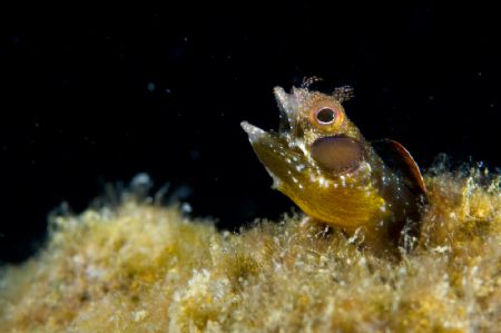 "Burp"
Blenny after a bite to eat, looked like he was be... by Richard Horn 