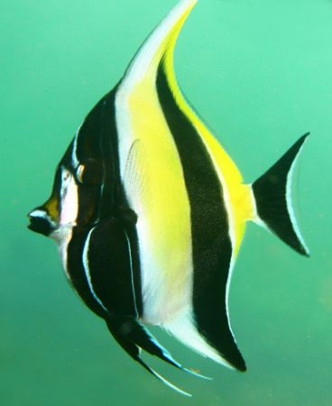 Moorish Idol. Photo taken in Haleiwa, HI- about 8 ft of w... by Mathew Cook 