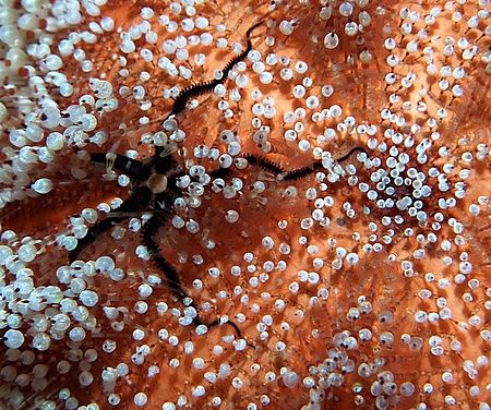 Small seastar on a toxic leather sea urchin, taken at Sha... by Nikki Van Veelen 