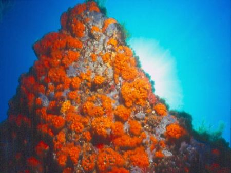 Astroides calycularis in the Mediterranean sea (-18 mt) -... by Ferdinando Meli 