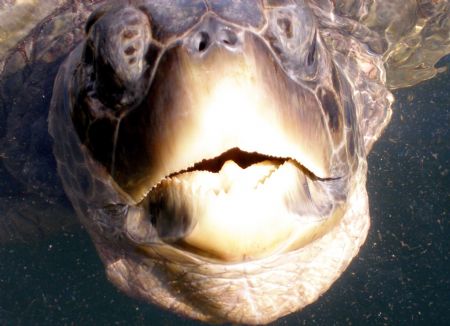 Sea Turtle beeing raised at the Boatswain Bay Turtle Farm... by Andrew Kubica 