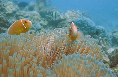 Clownfish
Off Nagini Island, Fiji
 by Tracey Smith 