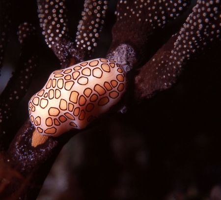 Among the soft corals found off the Cayman Islands a popu... by Jerry Hamberg 