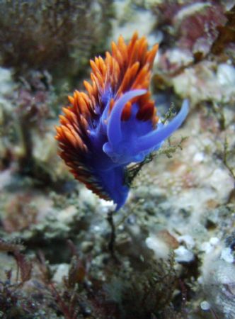 Spanish Shawl. This picture was taken during my first tim... by Nathan Estes 