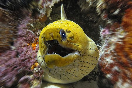 nikD 200 + SB800 in Sealux housing, fimbriated moray by Manfred Bail 