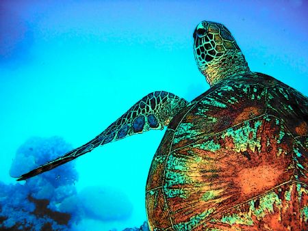 a turtle by Petra Kuzev 