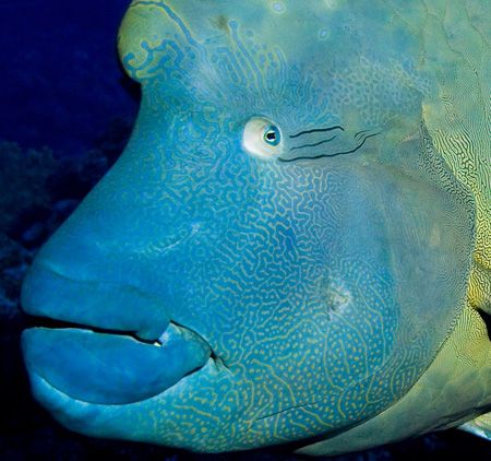 Wally was photographed at the Muri Muri divesite off of B... by Allan Vandeford 