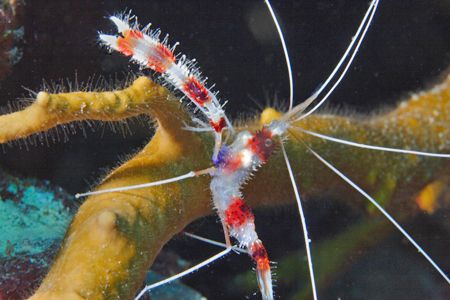 Banded Coral Shrimp in Bonaire, Canon 20D. by Lee Marple 