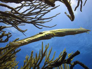 I placed my polycarbonate housed Canon S50 with sea & Sea... by Terry Moore 
