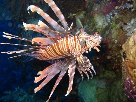 Beautiful Lion Fish by David Johnson 