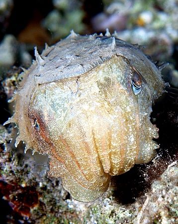Small cuttlefish taken at Sharksbay with E300. by Nikki Van Veelen 
