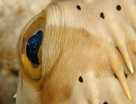 Balloonfish eye, taken with D70 and 105 macro, + 4 diopte... by David Heidemann 