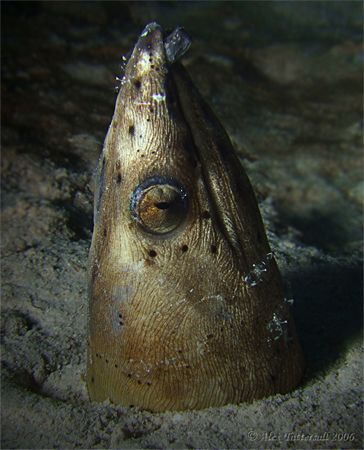 Pure quality snake eel with shrimp accessories... e900 Ar... by Alex Tattersall 