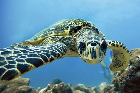 nik D200 - SB800 strobe in sealux housing
Hawksbillturtl... by Manfred Bail 