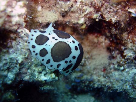Nudibrunch... by Caner Candemir 