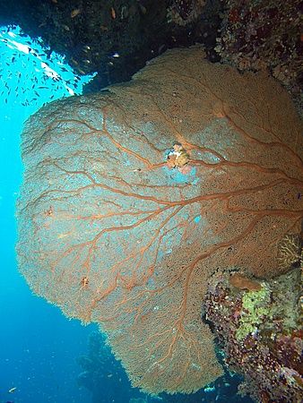 Huge fan coral taken at Sharks Observatory with E300. by Nikki Van Veelen 