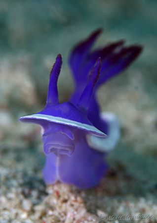 Shocked nudi by Alex Tattersall 