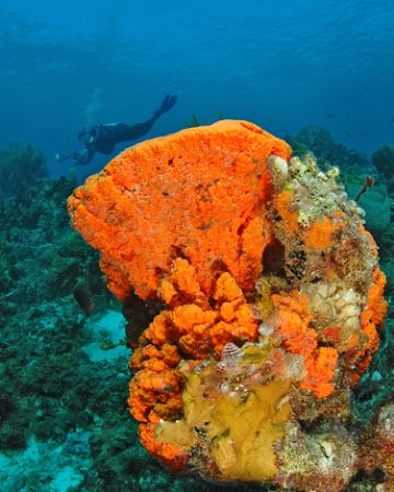 Reef scene with diver in Curacao. by David Heidemann 