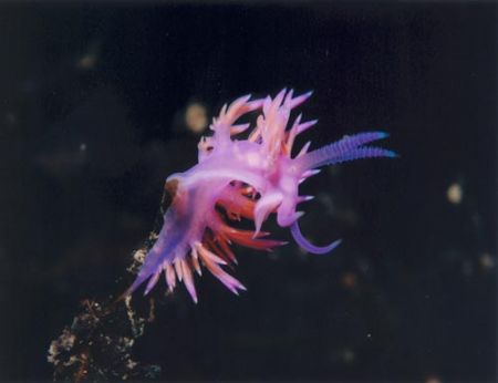Flabellina affinis in the Mediterranean sea (-26 mt) - Ni... by Ferdinando Meli 