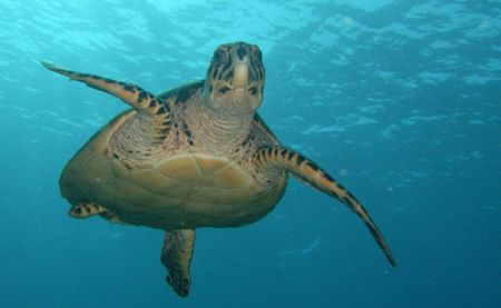 Sea Tutles are my favorite!!! by Lora Tucker 