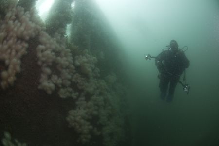 Mark on the James Egan Layne. Devon.
D200,10.5mm. by Derek Haslam 