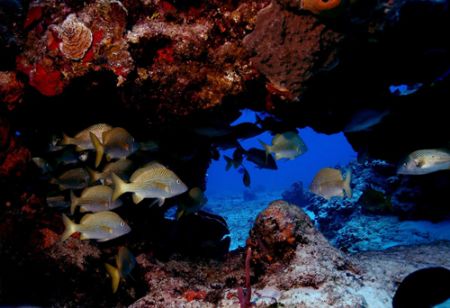 'Reef Life' Cozumel by Greg Amptman 