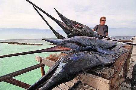 nik D2x Sailfish (Istiophorus platypterus) Vakarufalhi - ... by Manfred Bail 